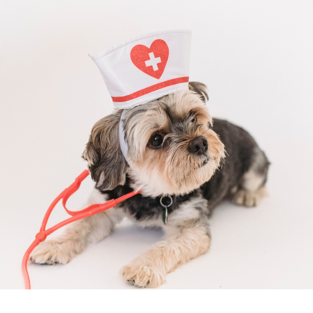 Are You Feeding Your Dog the Right Vitamins? Best Multivitamins for Dogs