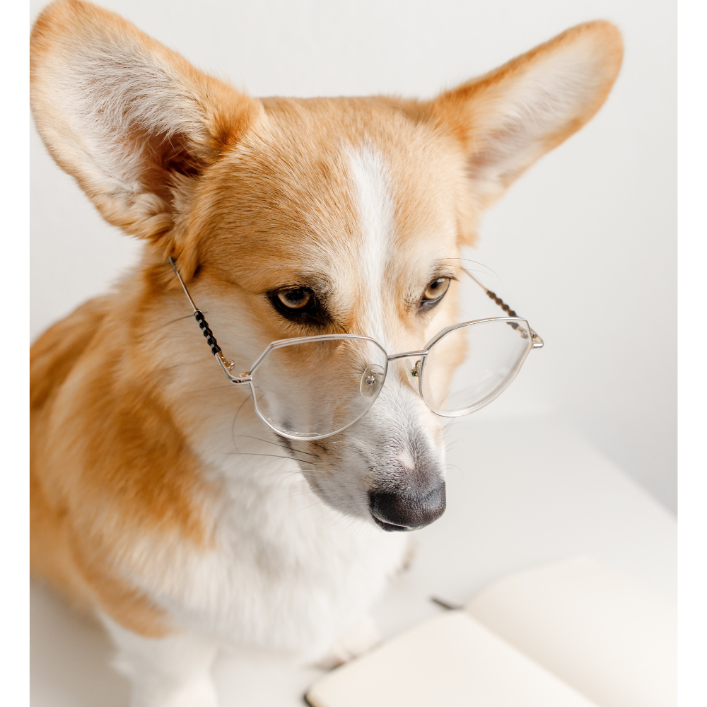 What To Expect When Your Dog is Expecting prenatal vitamins for dogs